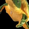 Tortoise - Image 2