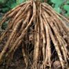 Shatavari roots