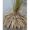 Shatavari roots - Image 4