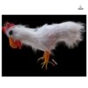 Big white cock - Image 3
