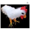 Big white cock