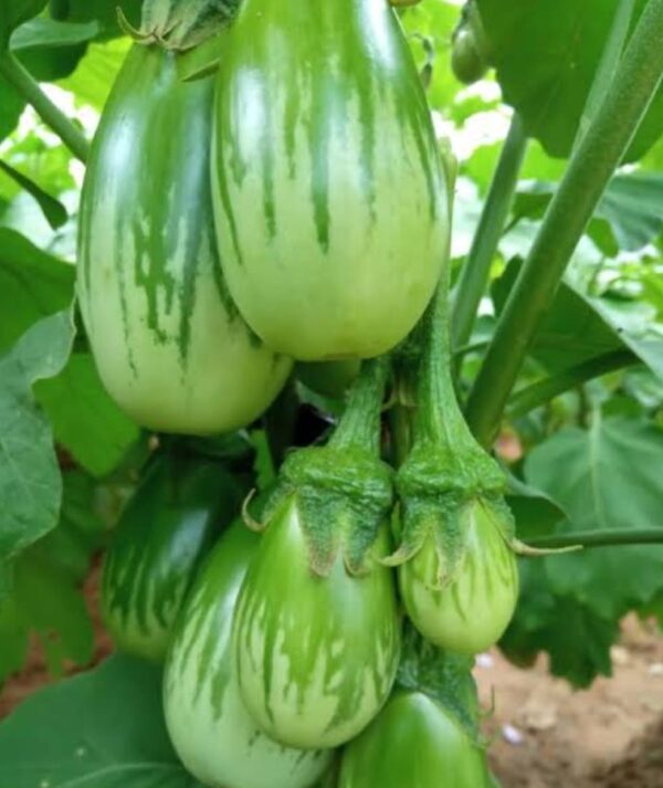 White brinjal