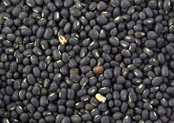Vigna mungo